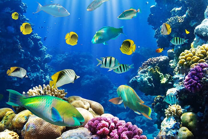 The Great Barrier Reef’s Chemical Conversations: How Coral, Fish, and Algae Talk Underwater
