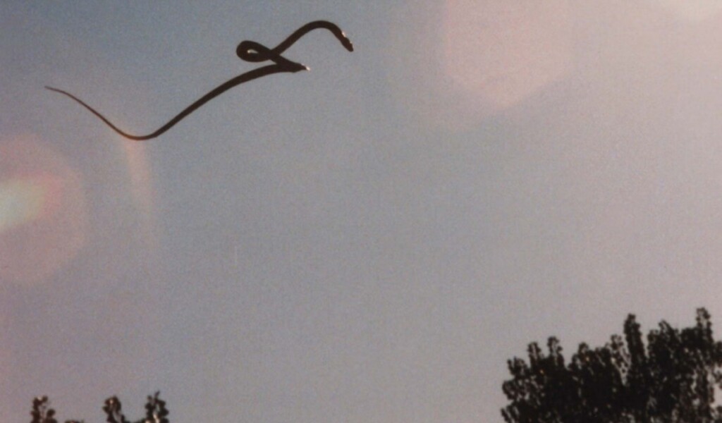 Forget Marvel—These Real Animals Have Rear Superpowers