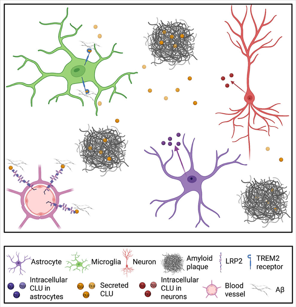 Breakthrough Study Uncovers New Biomarkers for Early Detection of Alzheimer&#8217;s Disease