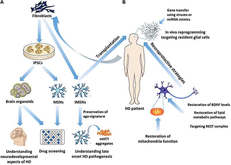 Gene Therapy Will Cure the Incurable: 30 Genetic Diseases with Expiration Dates