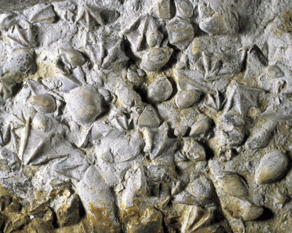 This 500-Million-Year-Old Sea Monster Was Discovered Perfectly Intact—And It&#8217;s Changing Everything We Know