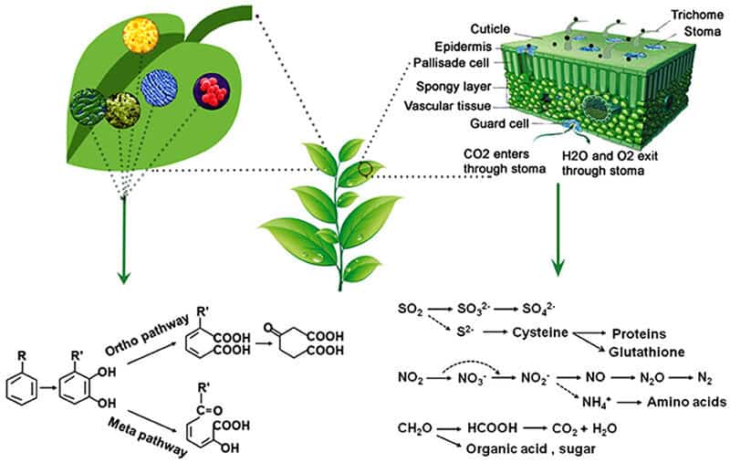 7 Fascinating Ways Plants Smell Danger (Plus 18 Species With the Best Noses)