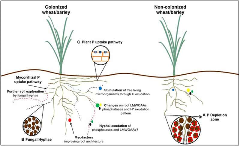 24 Secret Underground Networks Where Plants and Fungi Make Deals