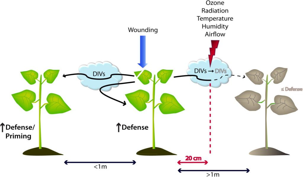 7 Fascinating Ways Plants Smell Danger (Plus 18 Species With the Best Noses)