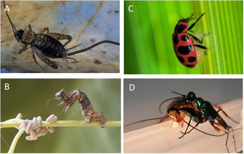 The Amazing World of Insects: 33 Shocking Truths About the World&#8217;s Most Abundant Animals