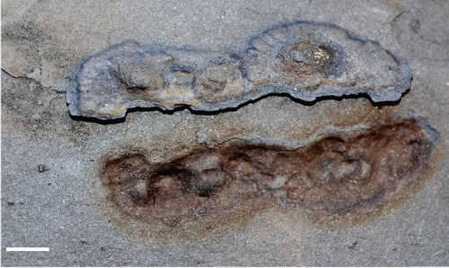 Scientists Are Stunned: Complex Life on Earth May Be Far More Ancient Than Believed