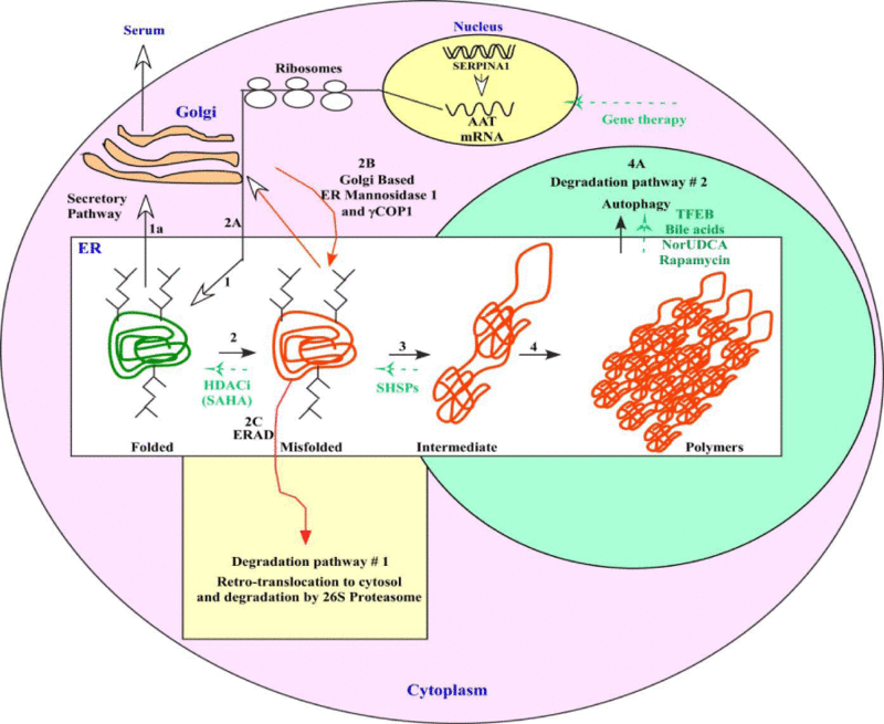 Gene Therapy Will Cure the Incurable: 30 Genetic Diseases with Expiration Dates