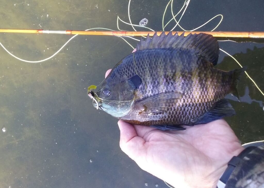 28 Animals That Switch Genders When Life Demands It