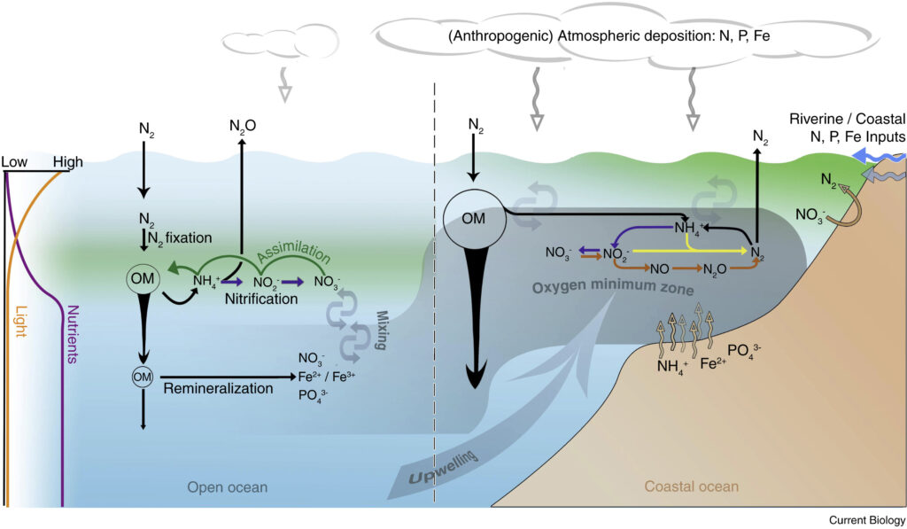 Scientists Are Stunned: Complex Life on Earth May Be Far More Ancient Than Believed