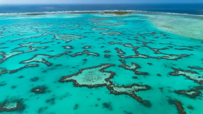 The Great Barrier Reef’s Chemical Conversations: How Coral, Fish, and Algae Talk Underwater
