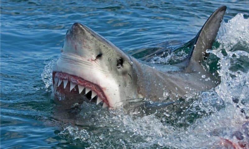 Do Sharks Make Sounds? 21 Mind-Blowing Facts About This Accidental Discovery