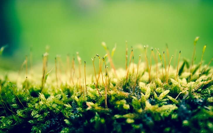 26 Plants That See Colors Humans Can&#8217;t Even Imagine