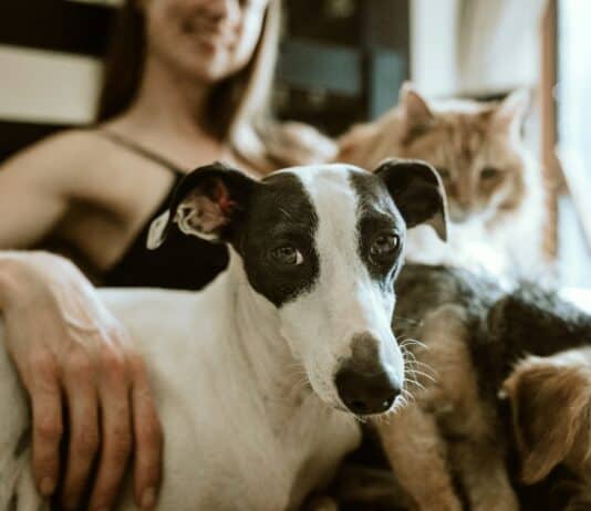 Dog Owners Say Their Bond with Their Pet is More Satisfying Than with Their Partner