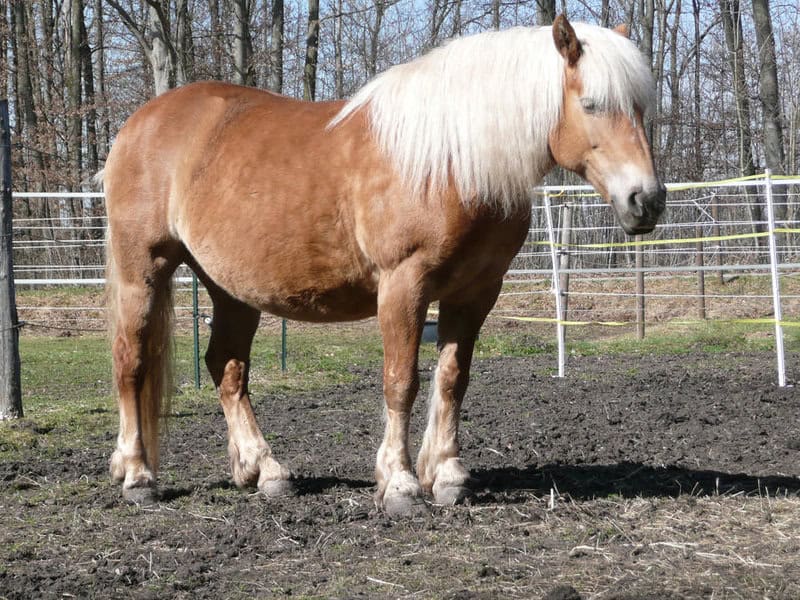 23 Most Stunning Horse Breeds That Will Leave You Breathless — A Visual Journey Through Nature&#8217;s Finest Designs