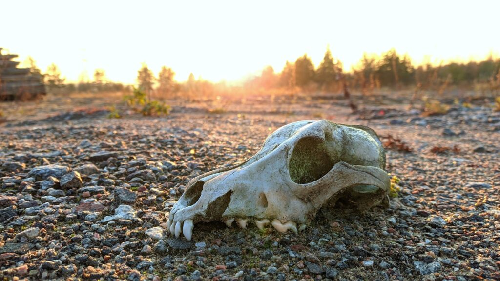 The Elephant Graveyards Are Real—And Scientists Finally Know Why They Exist