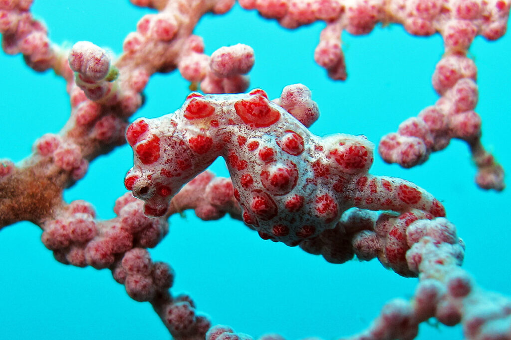 26 Animals That Can Teleport Short Distances When No One&#8217;s Looking