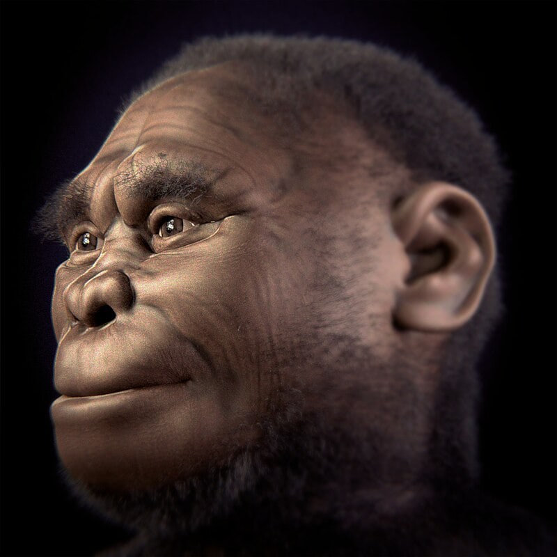 The Genetic Blueprint: Recent Discoveries in Human and Primate DNA Similarities