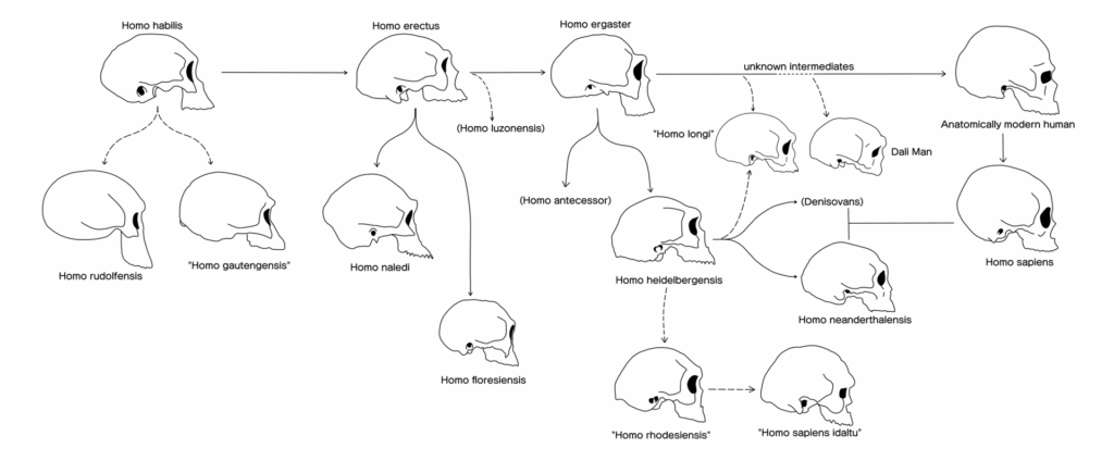 The Genetic Blueprint: Recent Discoveries in Human and Primate DNA Similarities