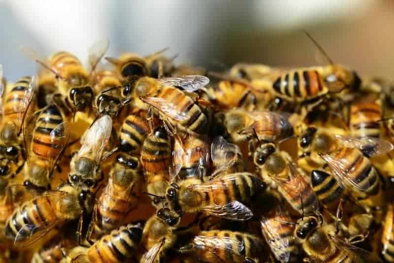 Why Honeybees Vote on Where to Build Their New Home (And It&#8217;s More Democratic Than Human Elections)