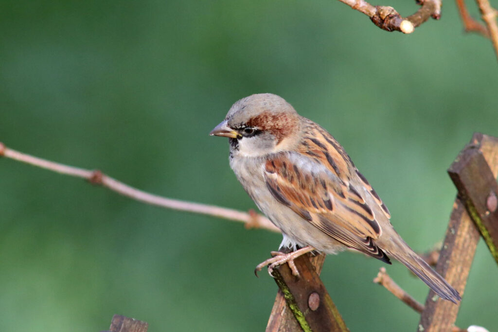 29 Species That Are Thriving Because of Human Activity (Not All News Is Bad)