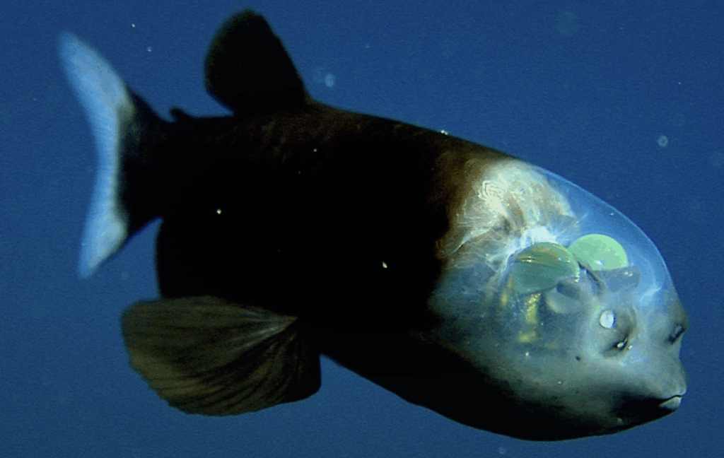 15 Weird Facts About How Life Survives in the Deep Ocean