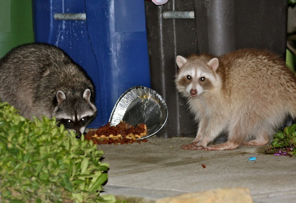 The Dogs of Chernobyl Are Experiencing Rapid Evolution, Study Suggests