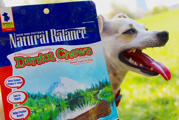 Why Vets Cringe at These 29 Popular Pet Products