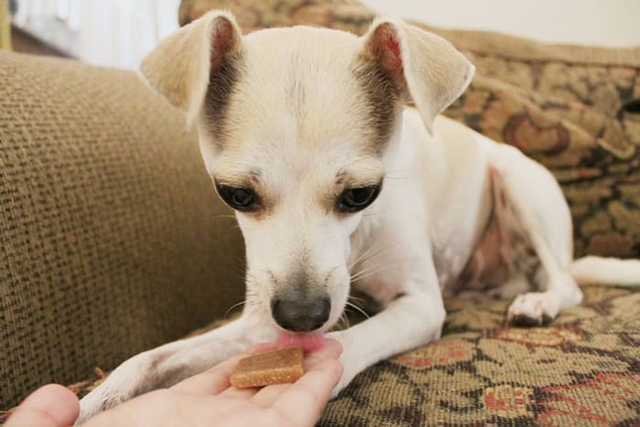 Why Vets Cringe at These 29 Popular Pet Products