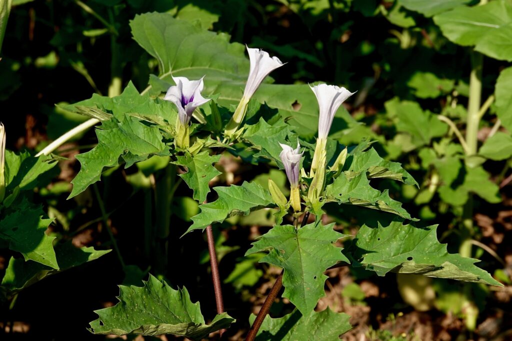 North America&#8217;s Most Lethal Plant: How This Ordinary-Looking Species Can Kill — And 10 More Dangerous Plants to Avoid