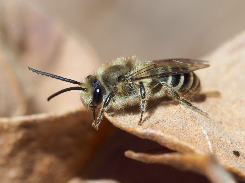 30 Animals That Create Art for Pure Aesthetic Pleasure