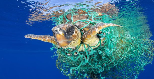 I&#8217;m a Marine Biologist—Here Are 28 Shocking Things I&#8217;ve Found in Ocean Plastic