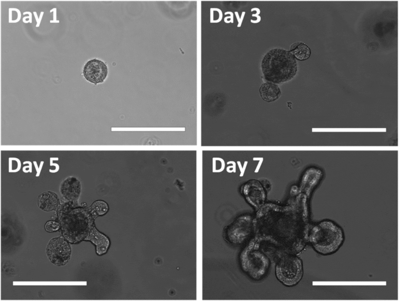 10 Recent Breakthroughs in Cellular Biology That Could Revolutionize Medicine