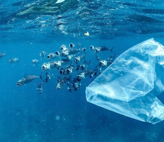 I’m a Marine Biologist—Here Are 28 Shocking Things I’ve Found in Ocean Plastic