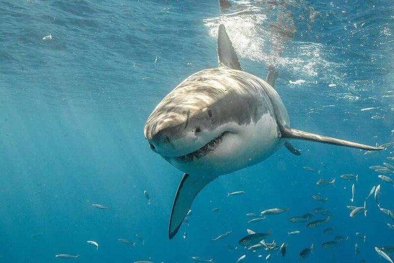 Do Sharks Make Sounds? 21 Mind-Blowing Facts About This Accidental Discovery