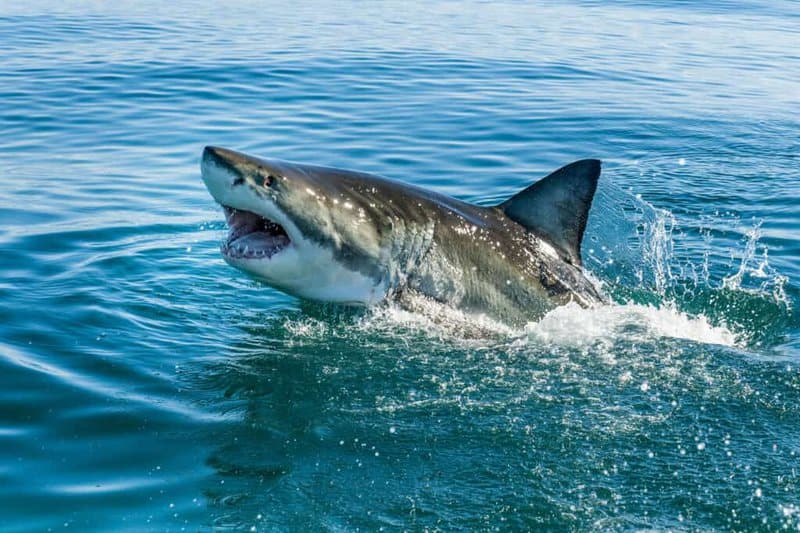 Do Sharks Make Sounds? 21 Mind-Blowing Facts About This Accidental Discovery