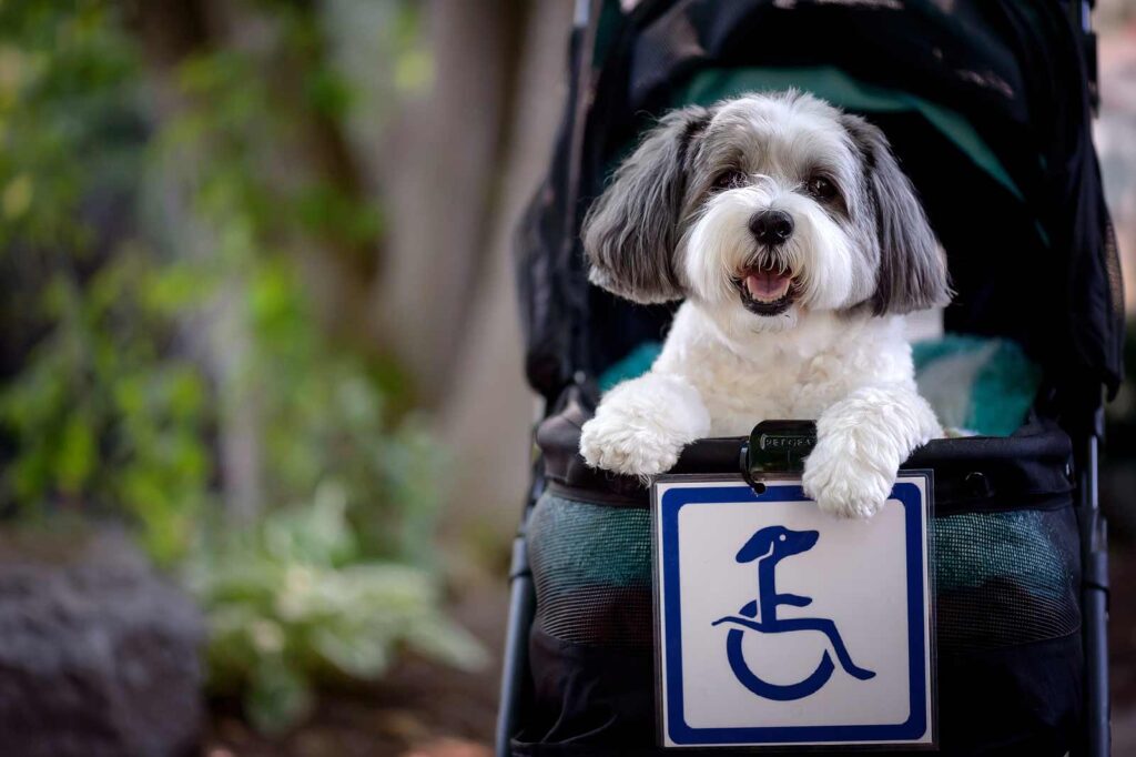 Why Vets Cringe at These 29 Popular Pet Products