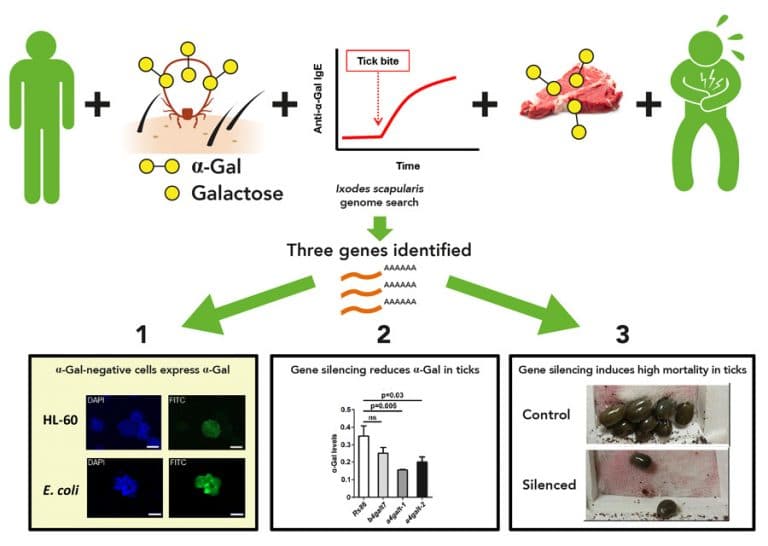 Shocking Discovery: Multiple Tick Species Can Trigger Deadly Red Meat Allergy — 25 Critical Facts That Could Save Your Life