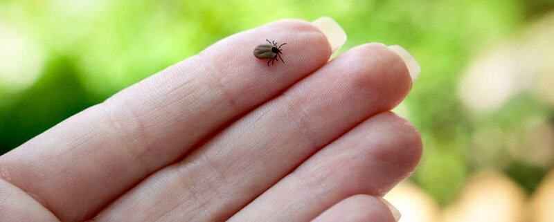 Shocking Discovery: Multiple Tick Species Can Trigger Deadly Red Meat Allergy — 25 Critical Facts That Could Save Your Life