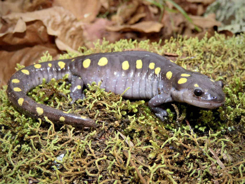 29 Animals That Can Regrow Lost Body Parts Throughout Their Lives