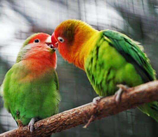 10 Types of Birds That Make Perfect Pets, and 15 You Should Leave in the Wild