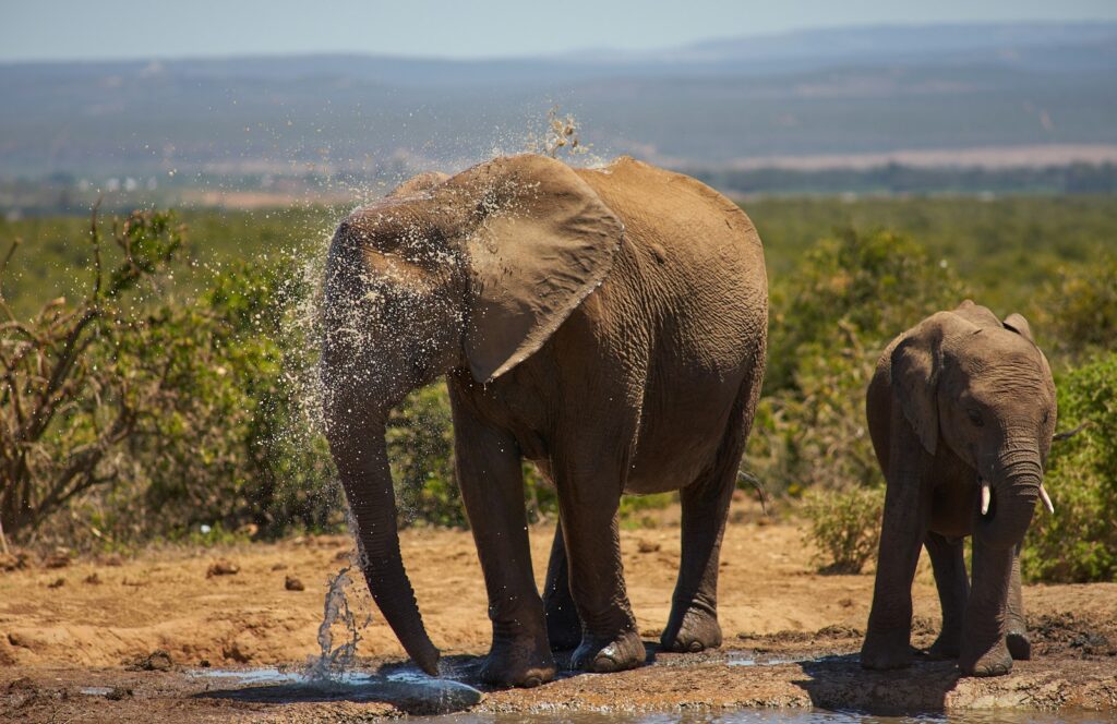 The Elephant Graveyards Are Real—And Scientists Finally Know Why They Exist