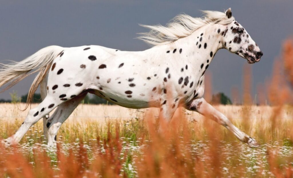 23 Most Stunning Horse Breeds That Will Leave You Breathless — A Visual Journey Through Nature&#8217;s Finest Designs