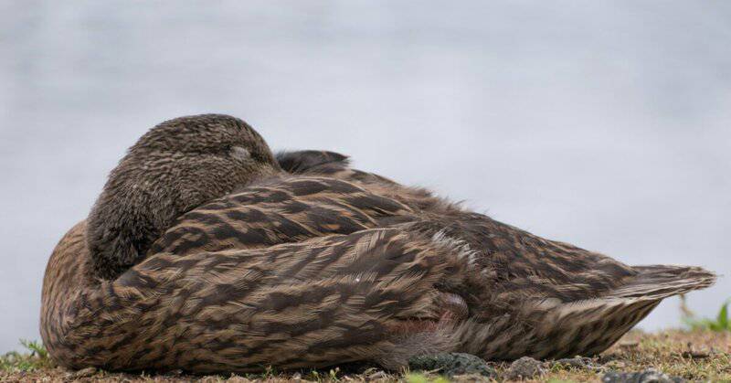 34 Animals That Sleep in the Weirdest Ways