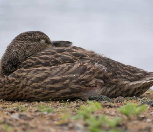 34 Animals That Sleep in the Weirdest Ways