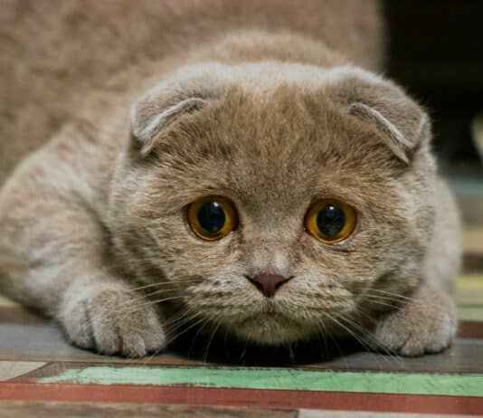 22 Cat Breeds Prone to Anxiety: Understanding Feline Mental Health Challenges