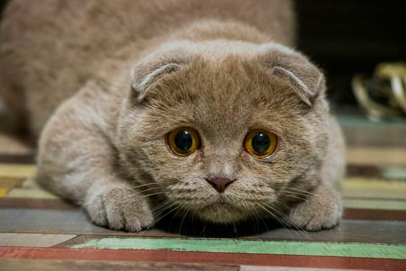22 Cat Breeds Prone to Anxiety: Understanding Feline Mental Health ...