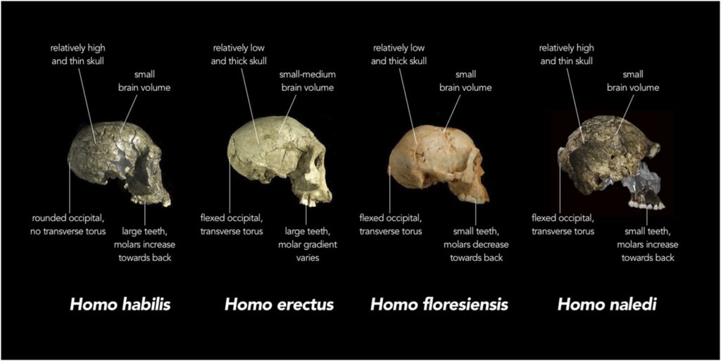 Farmers Dug Up a 300,000-Year-Old Skull. It’s Unlike Any Human Ancestor We’ve Ever Seen.