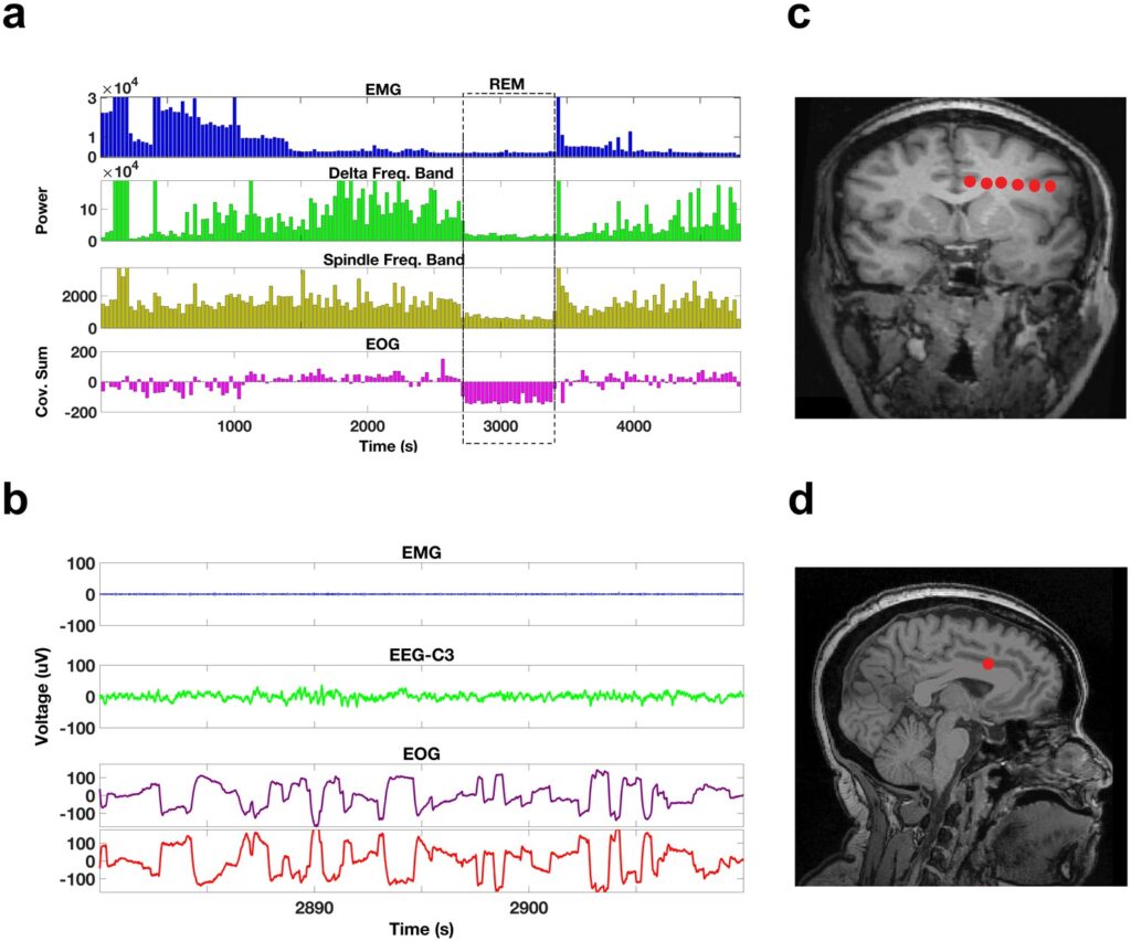 While you sleep, your body performs miracles: 23 overnight processes that keep you alive