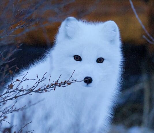 32 Animals That Have Completely Adapted to Climate Change (While Others Go Extinct)