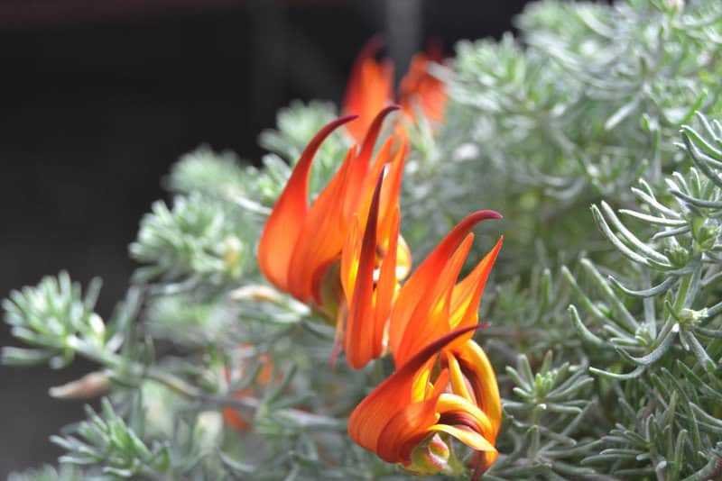 25 of The Rarest Flowers That Only Bloom Once Every Few Years